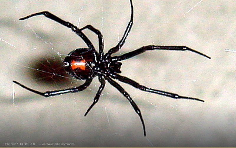 Black Widow 11-06 — related to Black-Eyed Children