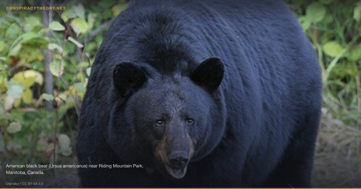 Black-Eyed Children (1998) — American black bear (Ursus americanus) near Riding Mountain Park, Manitoba, Canada.