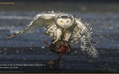 Dover Demon — Three-Night Massachusetts Encounter (1977)